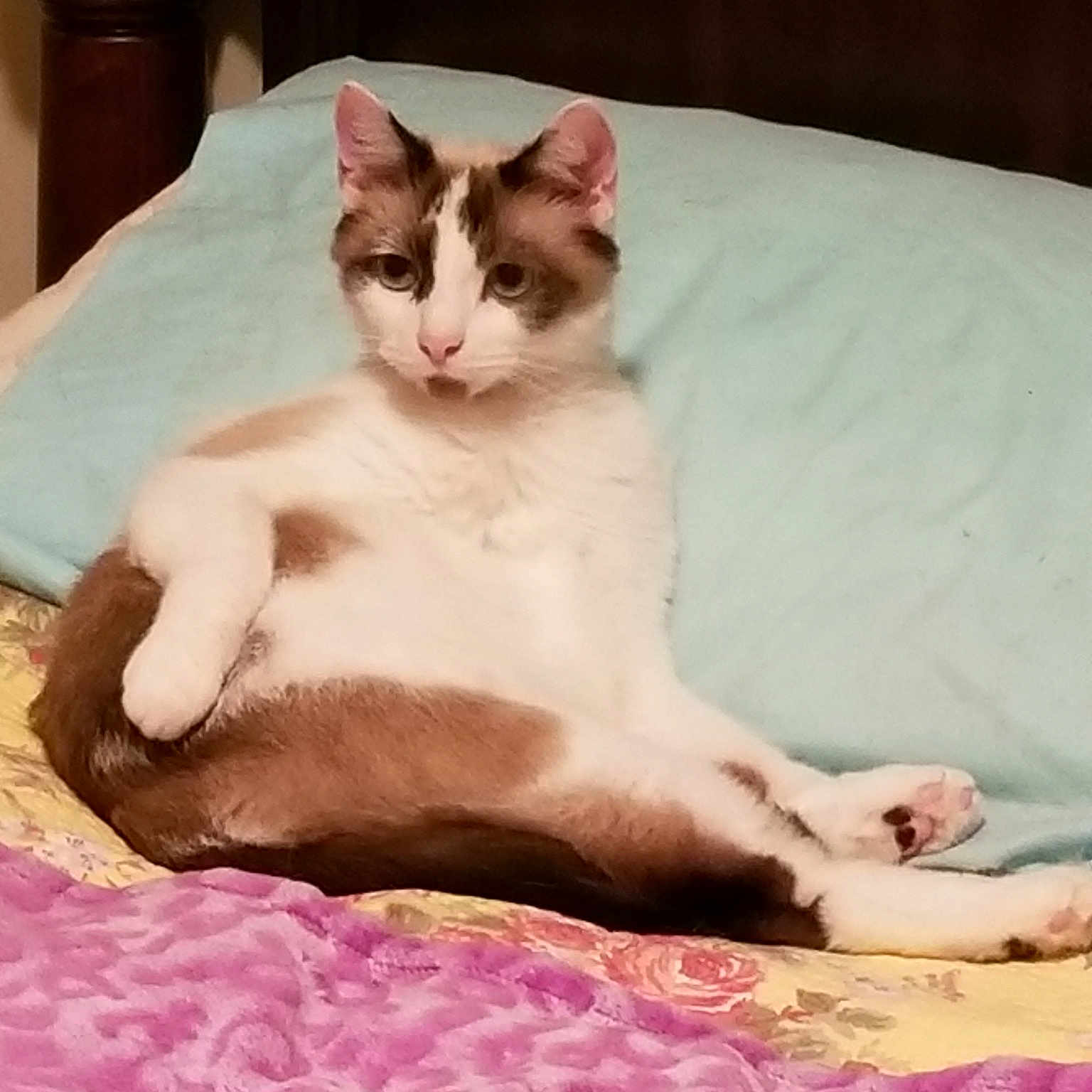 Tom Tom