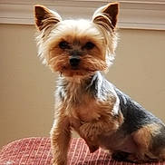 Tulip Grace joined the competition — help win amazing prizes! australian_silky_terrier, biewer_terrier, canidae, carnivore, companion_dog, dog, dog_breed, fawn, mammal, morkie, puppy, rare_breed_dog, small_terrier, snout, terrier, toy_dog, vertebrate, whiskers, yorkipoo, yorkshire_terrier