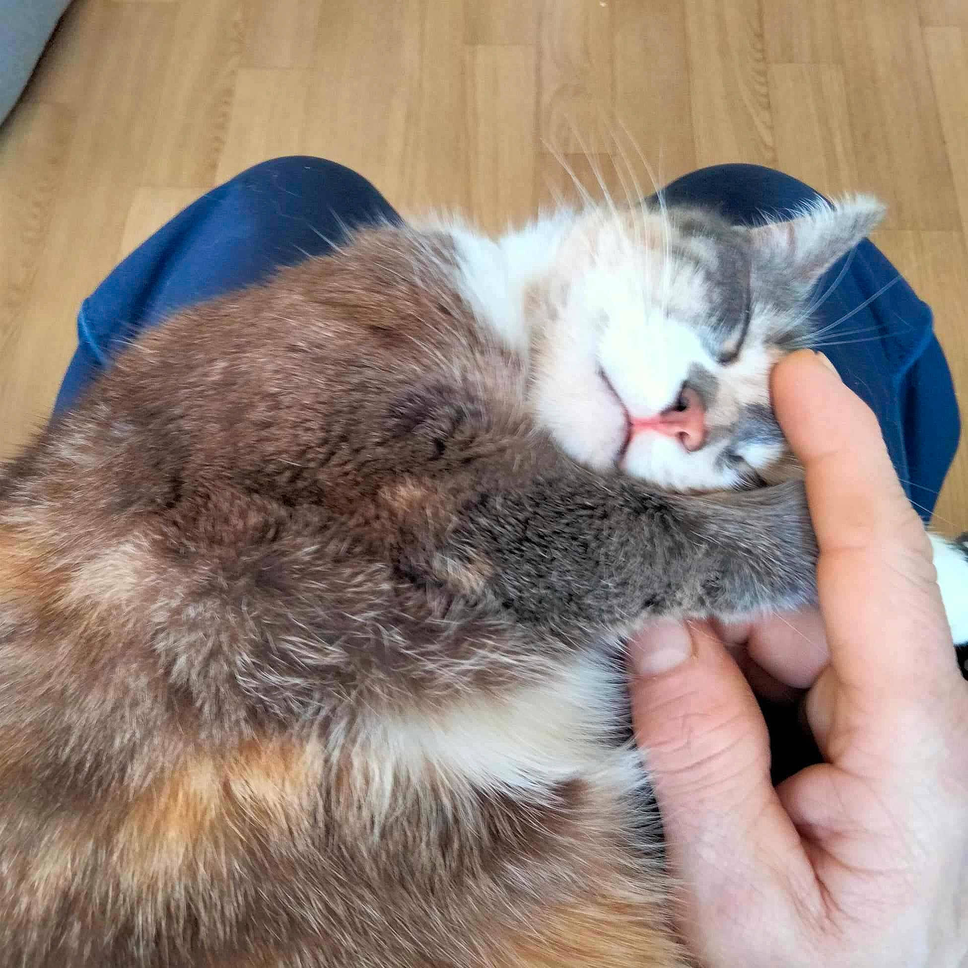 Ruby a rejoint le concours — aidez-le/la à gagner de superbes lots ! carnivore, cat, claw, comfort, domestic_short_haired_cat, felidae, fur, nail, paw, small_to_medium_sized_cats, tail, whiskers