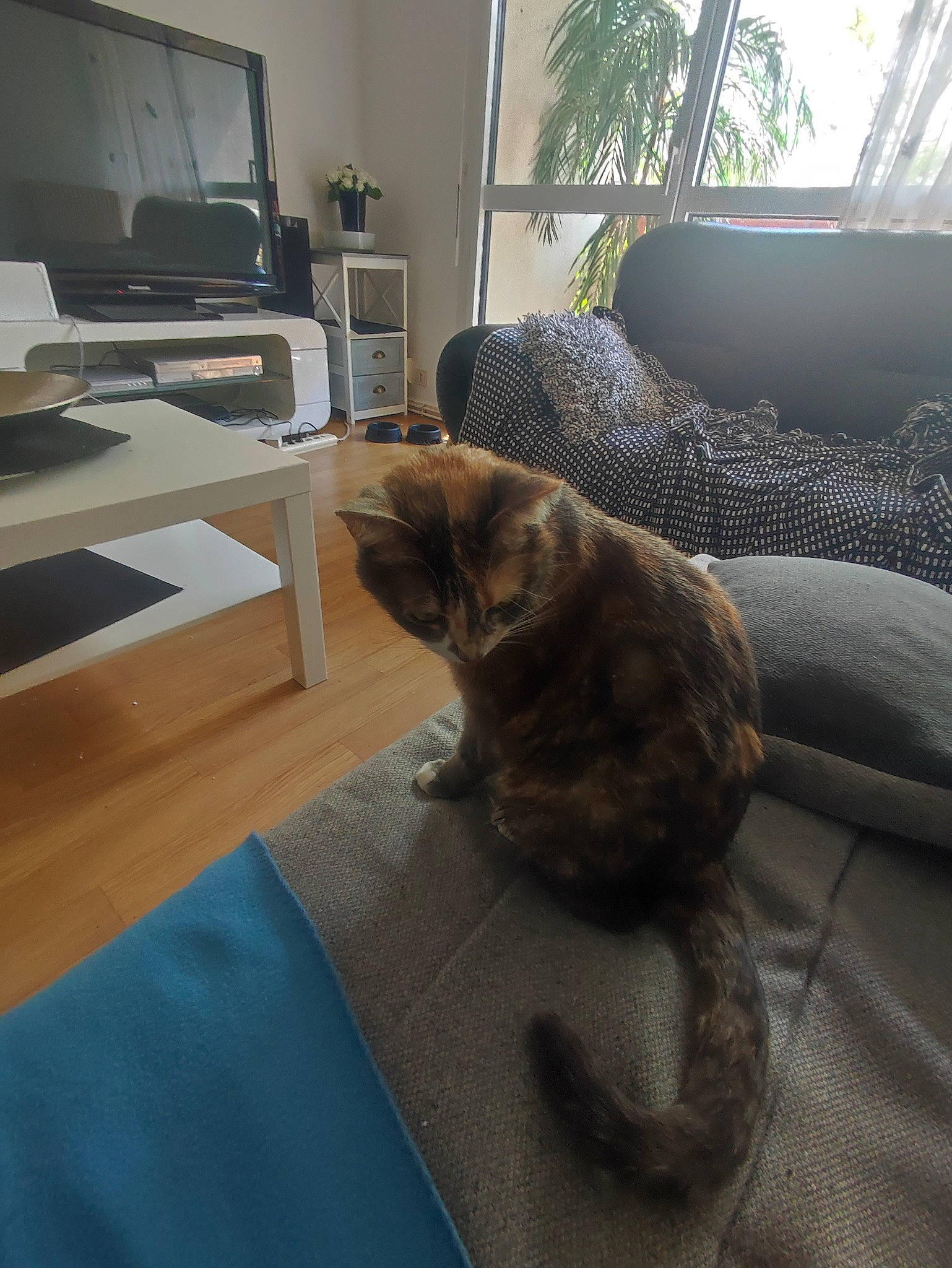 Ruby a rejoint le concours — aidez-le/la à gagner de superbes lots ! carnivore, cat, comfort, companion_dog, computer_keyboard, couch, felidae, floor, flooring, grey, hardwood, home_appliance, living_room, plant, small_to_medium_sized_cats, tail, television, television_set, whiskers, wood