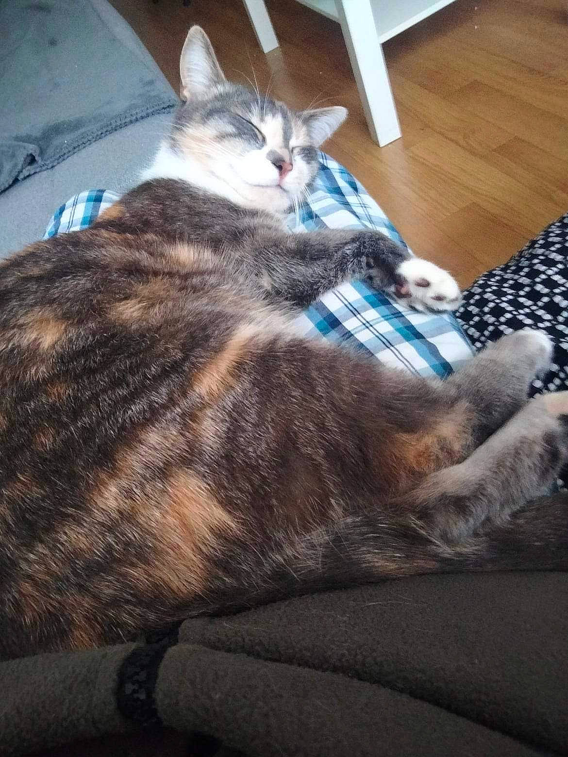 Ruby a rejoint le concours — aidez-le/la à gagner de superbes lots ! carnivore, cat, cloud, comfort, domestic_short_haired_cat, felidae, flooring, fur, grey, hardwood, metal, nap, paw, sitting, sky, small_to_medium_sized_cats, snout, tail, whiskers, wood