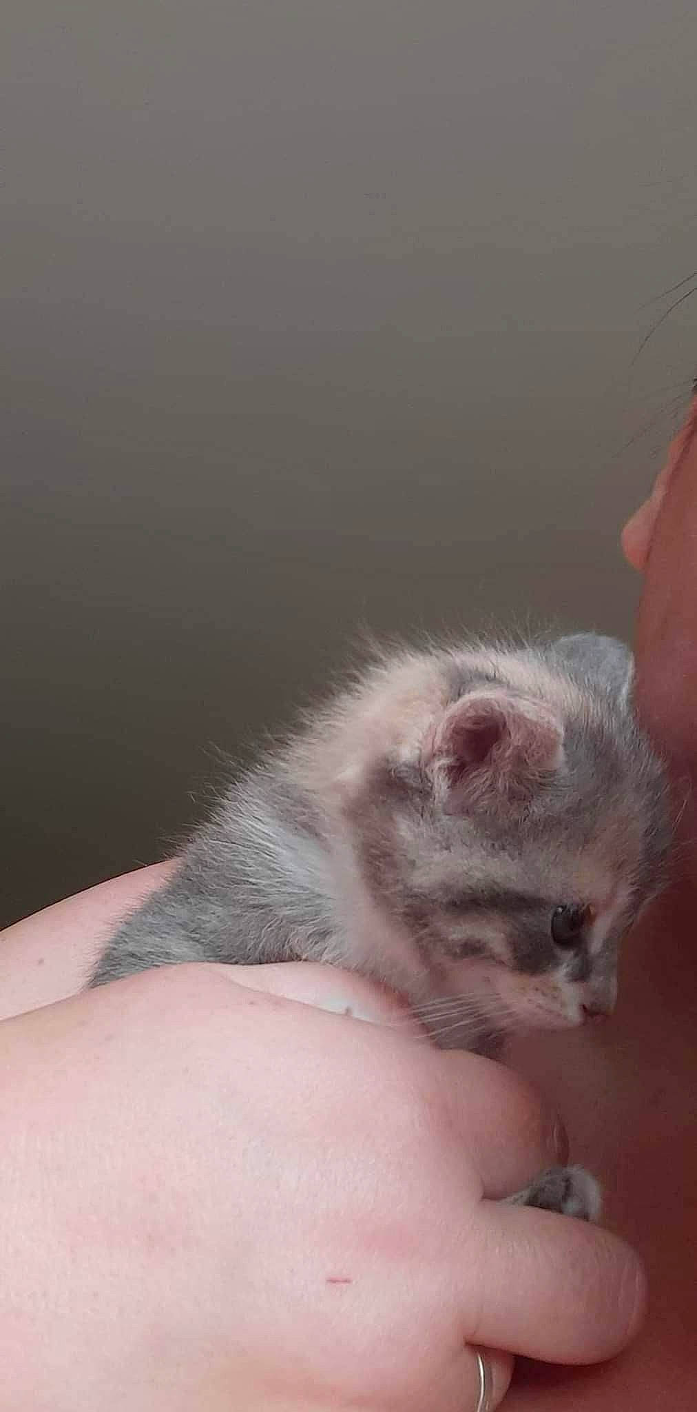 Ruby participe au concours pour gagner de l'argent avec cette photo : carnivore, cat, claw, comfort, domestic_short_haired_cat, eyelash, fawn, felidae, flesh, foot, fur, gesture, nail, paw, small_to_medium_sized_cats, snout, tail, terrestrial_animal, whiskers