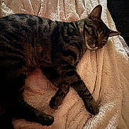 Tigrou a rejoint le concours — aidez-le/la à gagner de superbes lots ! animal, blanket, cat, cozy, cute, domestic, feline, fur, indoor, mammal, paw, pet, relaxed, resting, sleep, sleeping, soft_texture, striped, tabby_cat, whiskers
