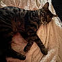 animal, blanket, cat, cozy, cute, domestic, feline, fur, indoor, mammal, paw, pet, relaxed, resting, sleep, sleeping, soft_texture, striped, tabby_cat, whiskers
