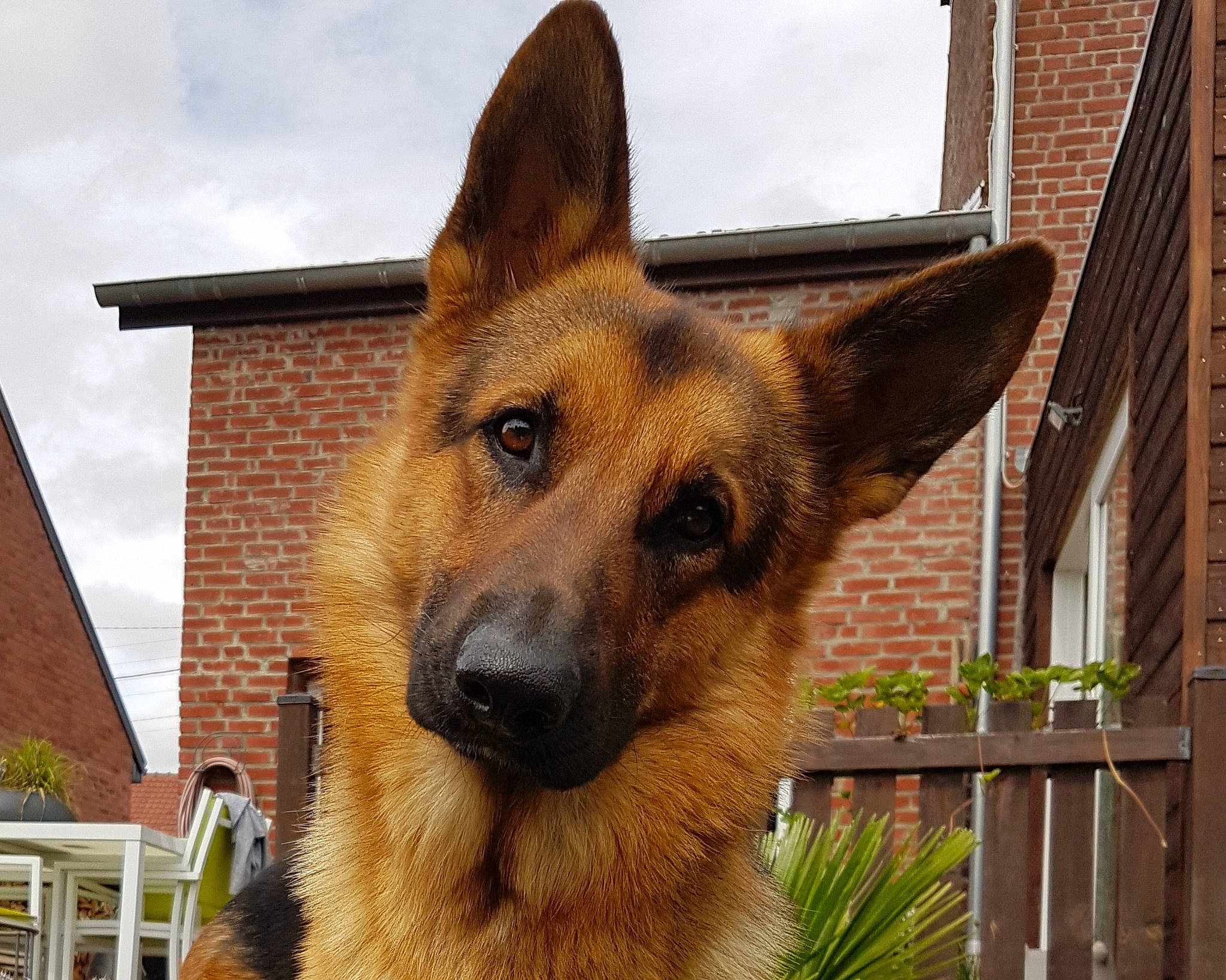 Cooper a rejoint le concours — aidez-le/la à gagner de superbes lots ! canidae, carnivore, cloud, companion_dog, dog, dog_breed, fawn, german_shepherd_dog, herding_dog, plant, sky, snout, sporting_group, terrestrial_animal, whiskers, wildlife, window, wood, working_animal, working_dog