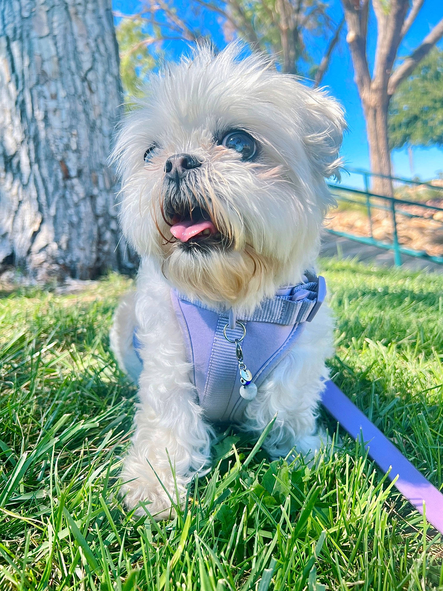 Sookie joined the competition — help win amazing prizes! canidae, carnivore, collar, companion_dog, dog, dog_breed, dog_clothes, dog_collar, dog_supply, electric_blue, grass, maltepoo, plant, small_terrier, snout, sporting_group, terrier, toy_dog, tree, working_animal