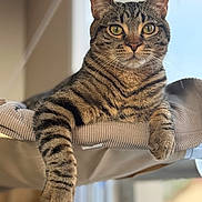 Blue a rejoint le concours — aidez-le/la à gagner de superbes lots ! cat, tabby_cat, pet, feline, close_up, portrait, whiskers, paws, indoor, window, sunlight, cozy, hammock, fur, attentive, green_eyes, stripes, shallow_depth_of_field, domestic_animal, lounging