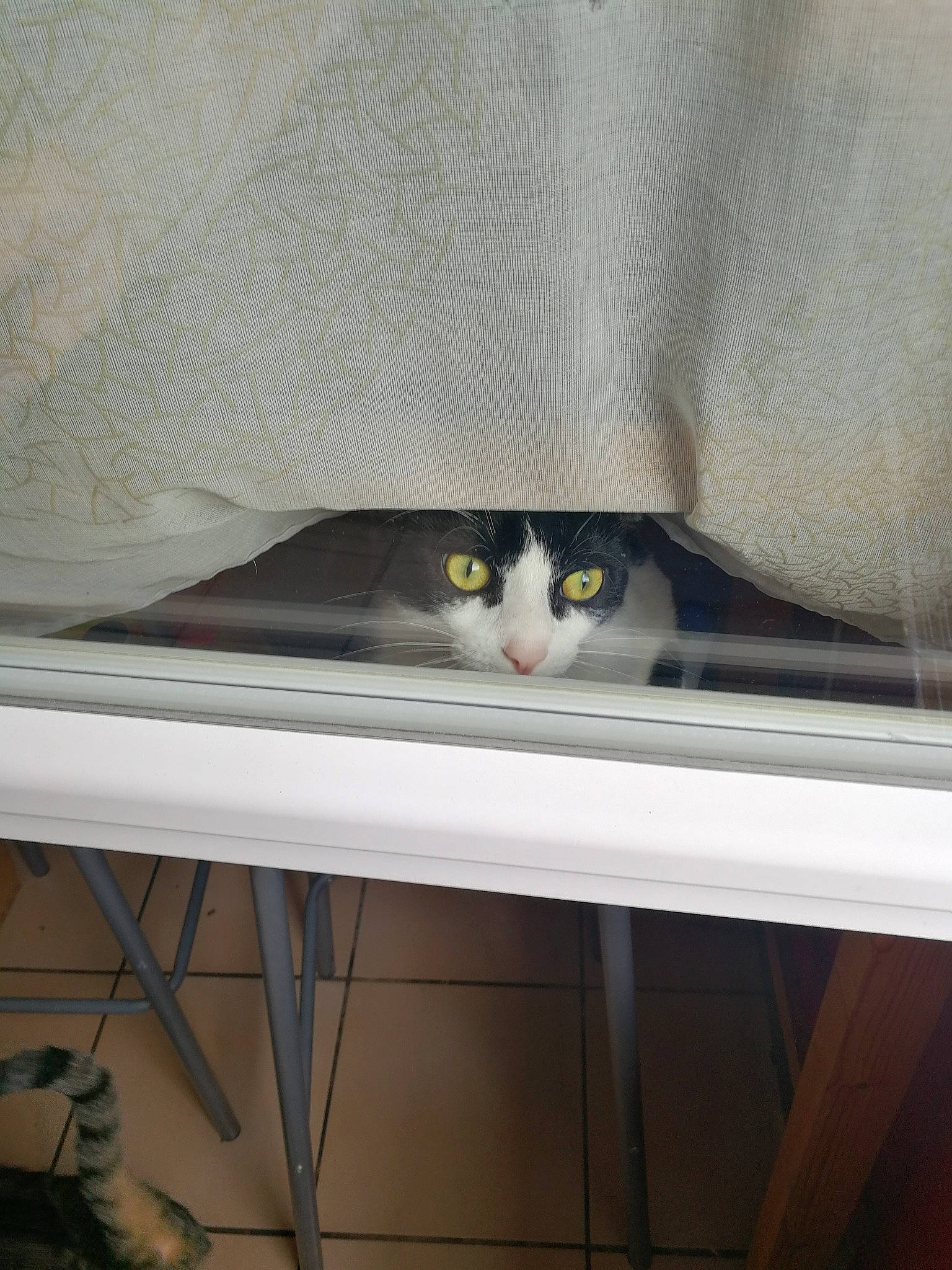 Kuro participe au concours pour gagner de l'argent avec cette photo : automotive_exterior, carnivore, cat, ceiling, domestic_short_haired_cat, felidae, glass, grey, hardwood, metal, plywood, room, small_to_medium_sized_cats, steel, table, tail, vehicle, wall, whiskers, wood