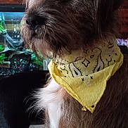 Soxs is registered to the contest to win money with this photo: dog, bandana, yellow_bandana, indoor, pet, furry, portrait, wooden_wall, aquarium, fish_tank, framed_photos, brown_dog, seated, close_up, animal, cute, domestic_animal, looking_away, fur, calm