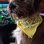 dog, bandana, yellow_bandana, indoor, pet, furry, portrait, wooden_wall, aquarium, fish_tank, framed_photos, brown_dog, seated, close_up, animal, cute, domestic_animal, looking_away, fur, calm