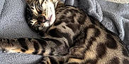 Wanda participe au concours pour gagner de l'argent avec cette photo : animal, bengal_cat, blanket, cat, closeup, cozy, cute, feline, fur_pattern, gray, indoor, paw, pet, relaxed, resting, sleeping, soft, spotted, striped, whiskers
