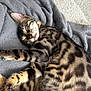 animal, bengal_cat, blanket, cat, closeup, cozy, cute, feline, fur_pattern, gray, indoor, paw, pet, relaxed, resting, sleeping, soft, spotted, striped, whiskers