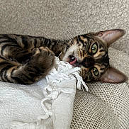 Wanda a rejoint le concours — aidez-le/la à gagner de superbes lots ! animal, cat, closeup, couch, cozy, cute, fabric, feline, fringe, funny, green_eyes, indoor, paws, pet, playful, resting, tabby, texture, tongue, whiskers
