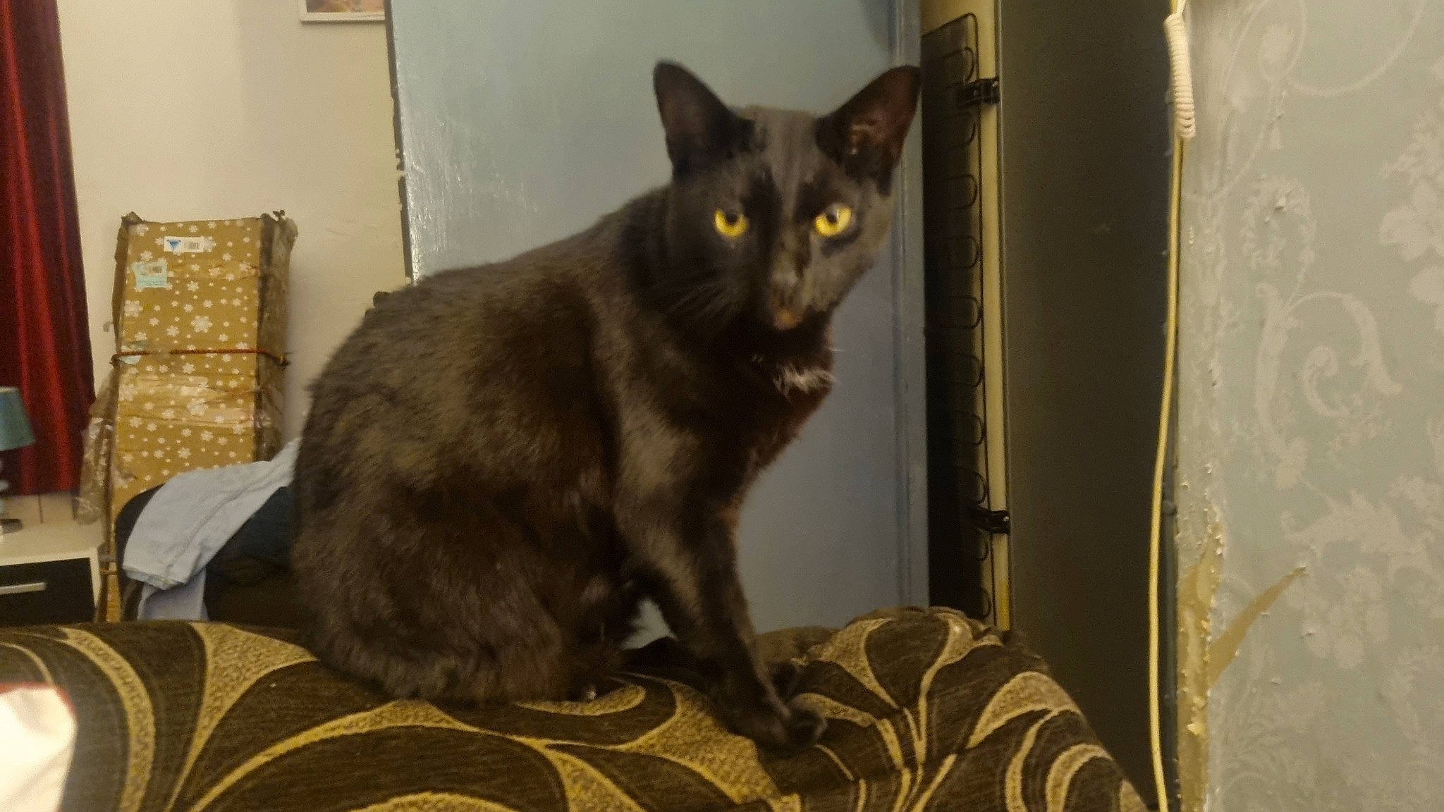 Midnight is registered to the contest to win money with this photo: black_cat, bombay, carnivore, cat, claw, comfort, domestic_short_haired_cat, eye, felidae, fur, havana_brown, small_to_medium_sized_cats, snout, tail, terrestrial_animal, whiskers