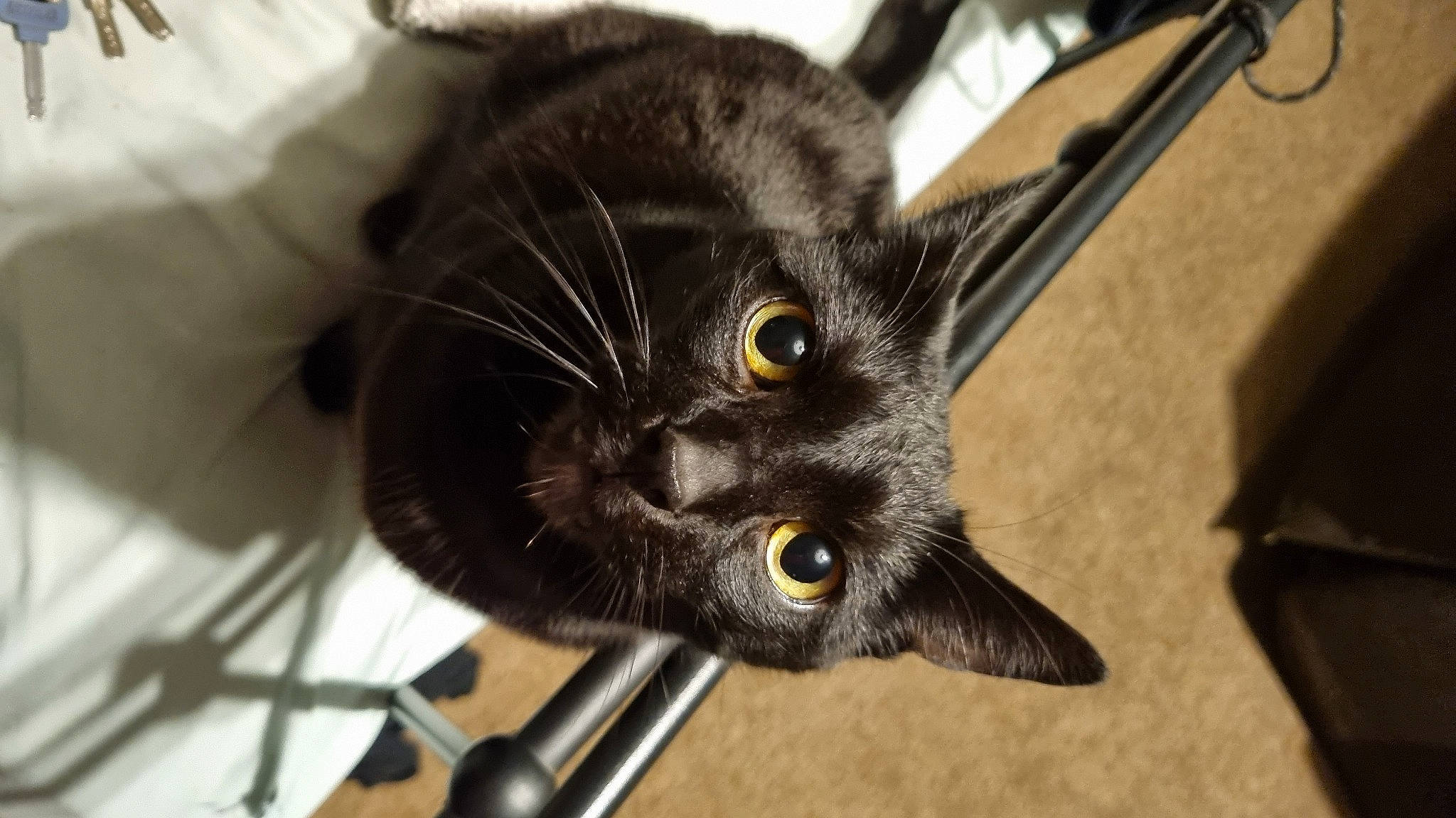 Midnight is registered to the contest to win money with this photo: black_cat, carnivore, cat, claw, comfort, domestic_short_haired_cat, felidae, fur, metal, paw, plant, small_to_medium_sized_cats, snout, tail, terrestrial_animal, whiskers