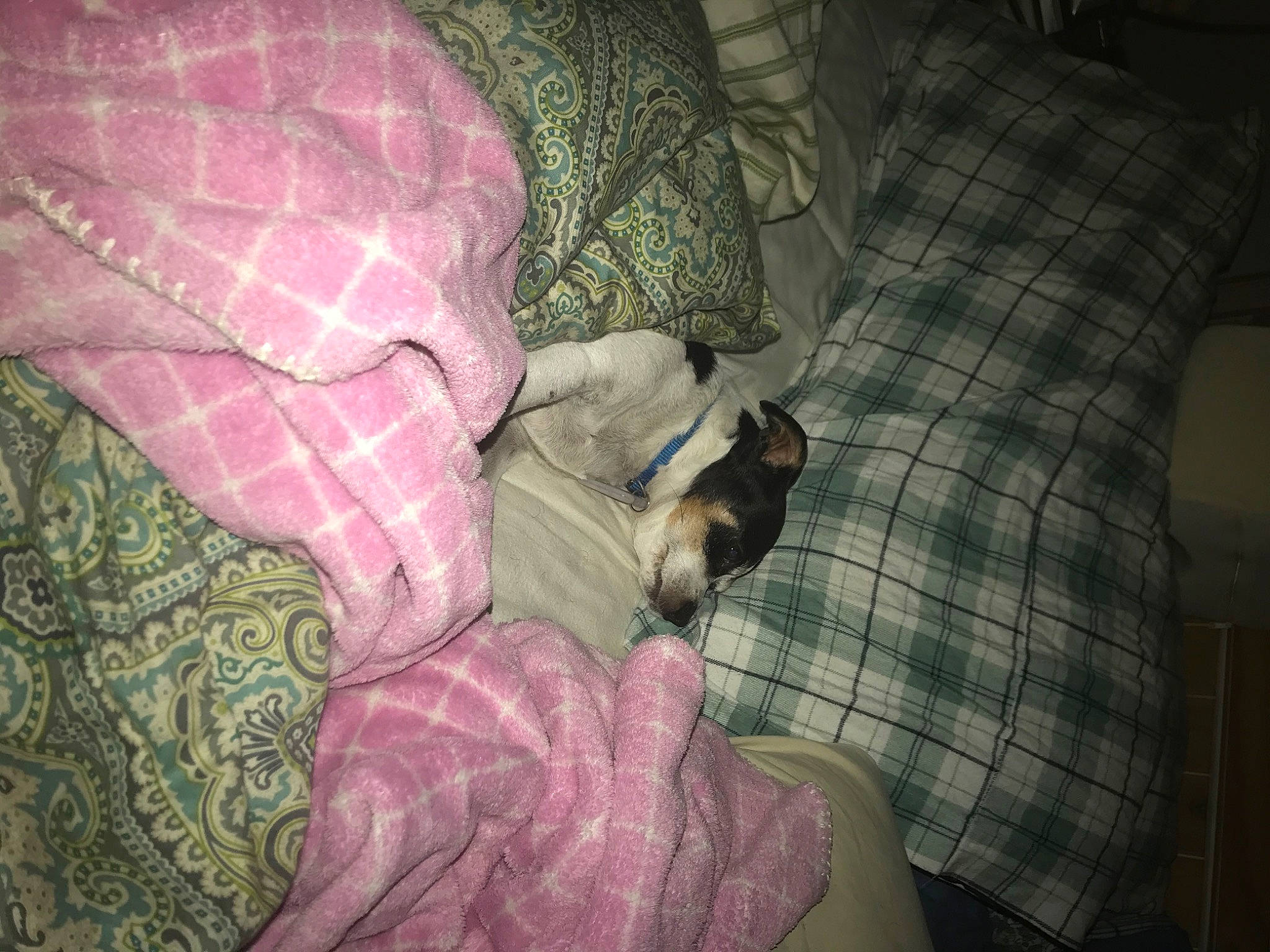 Tippie is registered to the contest to win money with this photo: bed_sheet, canidae, carnivore, cat, companion_dog, dog, fawn, linens, nap, puppy, sleep, textile