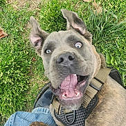 Iggy is registered to the contest to win money with this photo: dog, canine, pet, grass, outdoor, playful, happy, brown_fur, harness, person, jeans, black_shoe, excited, wide_eyes, open_mouth, close_up, animal, nature, joyful, candid