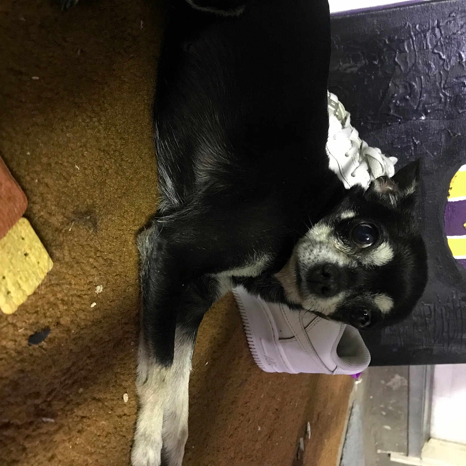 Cutie joined the competition — help win amazing prizes! canidae, carmine, carnivore, companion_dog, cork, dairy, dog, dog_breed, fur, human_leg, personal_protective_equipment, pet_supply, snout, soil, sporting_group, tail, wood, working_animal