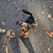 Charlie is registered to the contest to win money with this photo: animal, ball, bird, canine, chicken, dog, fowl, hound, leash, pet, poodle, poultry, puppy, road, rock, slate, soil, sport, tarmac, terrier