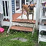 Red is registered to the contest to win money with this photo: dog, outdoor, porch, steps, grass, toy, house, wood, fence, greenery, pet, collar, canine, animal, deck, blue_house, white_trim, curious, daylight, backyard