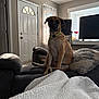 Red is registered to the contest to win money with this photo: dog, couch, blanket, indoor, window, door, pillow, curtain, living_room, furniture, pet, brown_dog, collar, wall, floor, natural_light, relaxed, home, seated, domestic