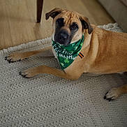 Red is registered to the contest to win money with this photo: dog, bandana, indoor, rug, wood_floor, brown_dog, pet, animal, laying_down, looking_up, fur, ears, black_nose, claws, cozy, home, furniture_leg, textile, shamrock, green