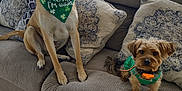 Red joined the competition — help win amazing prizes! dog, canine, pet, couch, sofa, pillow, living_room, indoor, bandana, green, small_dog, large_dog, fur, ears, tail, carpet, curtains, natural_light, home, cute