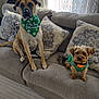 dog, canine, pet, couch, sofa, pillow, living_room, indoor, bandana, green, small_dog, large_dog, fur, ears, tail, carpet, curtains, natural_light, home, cute