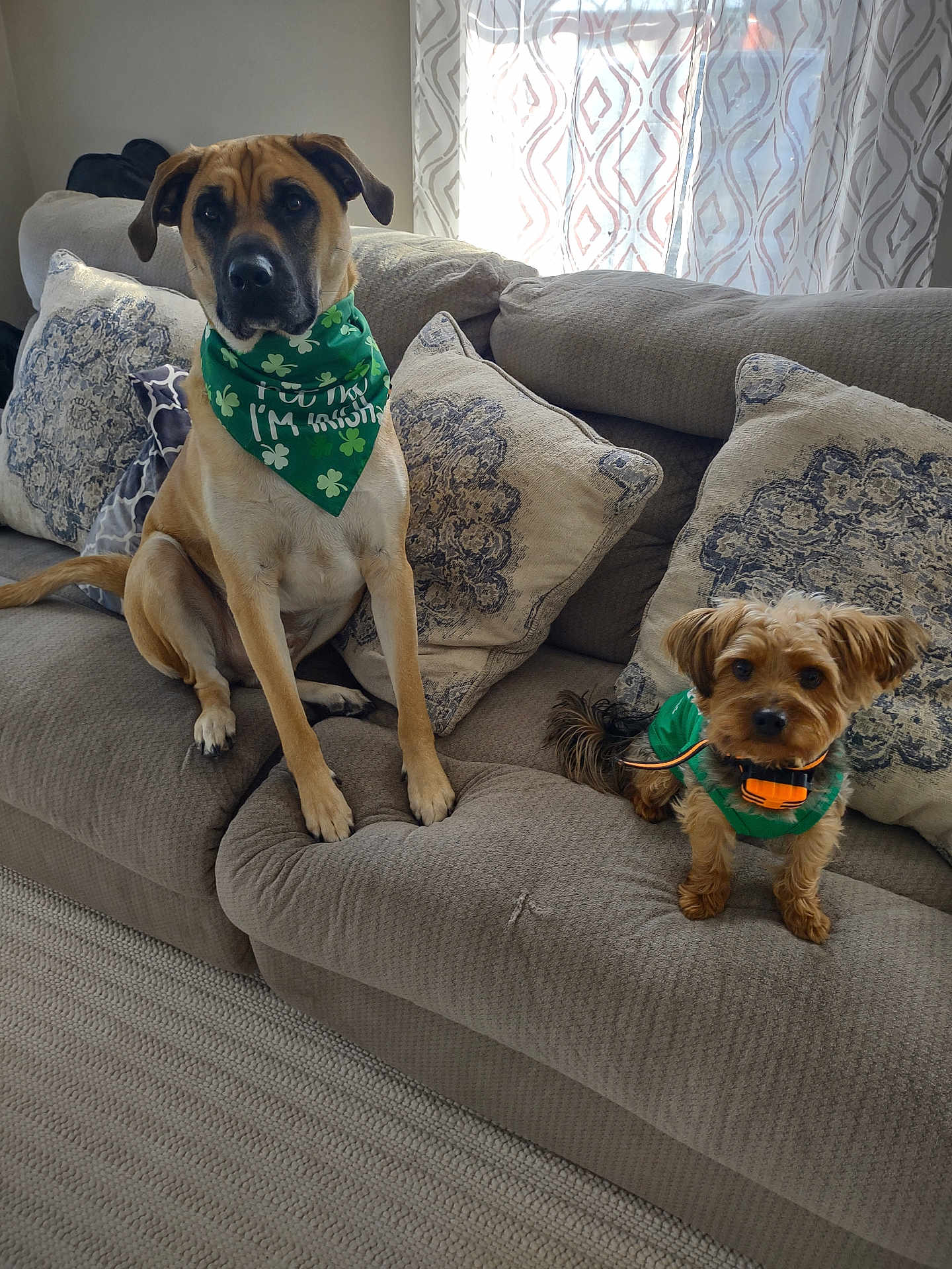 Red joined the competition — help win amazing prizes! dog, canine, pet, couch, sofa, pillow, living_room, indoor, bandana, green, small_dog, large_dog, fur, ears, tail, carpet, curtains, natural_light, home, cute
