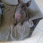 Opra a rejoint le concours — aidez-le/la à gagner de superbes lots ! american_hairless_terrier, canidae, carnivore, dog, dog_breed, ear, fawn, mammal, mexican_hairless_dog, peruvian_hairless_dog, snout, thai_ridgeback, vertebrate