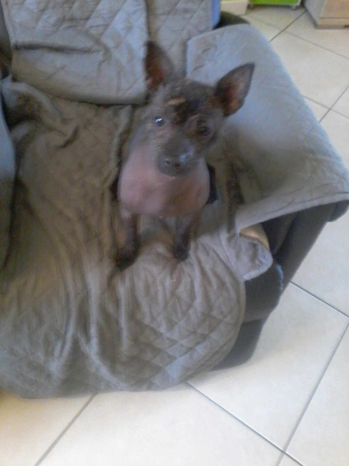 Opra a rejoint le concours — aidez-le/la à gagner de superbes lots ! american_hairless_terrier, canidae, carnivore, dog, dog_breed, ear, fawn, mammal, mexican_hairless_dog, peruvian_hairless_dog, snout, thai_ridgeback, vertebrate