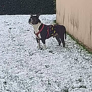 Neiko participe au concours pour gagner de l'argent avec cette photo : dog, snow, grass, wall, hedge, building, outdoor, winter, pet, animal, canine, fence, cold, clothing, nature, standing, daylight, leash, alert, yard