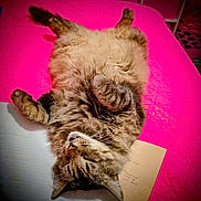 Shady joined the competition — help win amazing prizes! cat, tabby, fluffy, bed, pink_bedspread, relaxed, sleeping, paw, fur, pet, indoor, cozy, cute, animal, whiskers, notebook, paper, feline, resting, cute_pet
