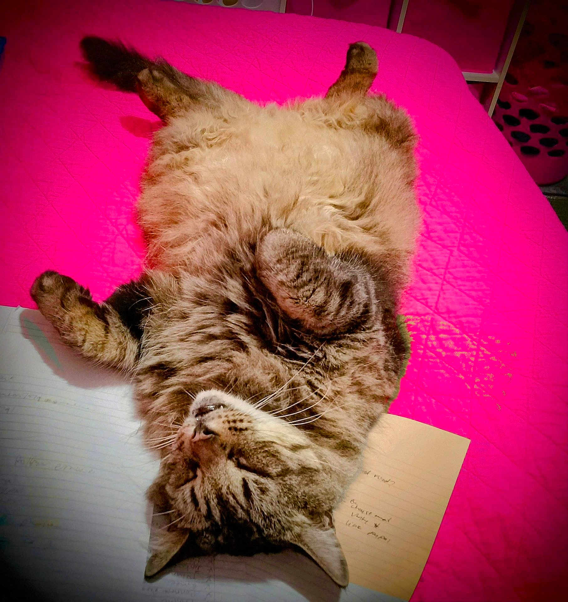 Shady joined the competition — help win amazing prizes! cat, tabby, fluffy, bed, pink_bedspread, relaxed, sleeping, paw, fur, pet, indoor, cozy, cute, animal, whiskers, notebook, paper, feline, resting, cute_pet
