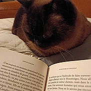 Mélusine a rejoint le concours — aidez-le/la à gagner de superbes lots ! cat, bed, book, text, french, reading, resting, indoor, cozy, animal, pet, feline, closeup, comfort, pages, literature, quiet, relaxation, brown, soft