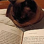 cat, bed, book, text, french, reading, resting, indoor, cozy, animal, pet, feline, closeup, comfort, pages, literature, quiet, relaxation, brown, soft