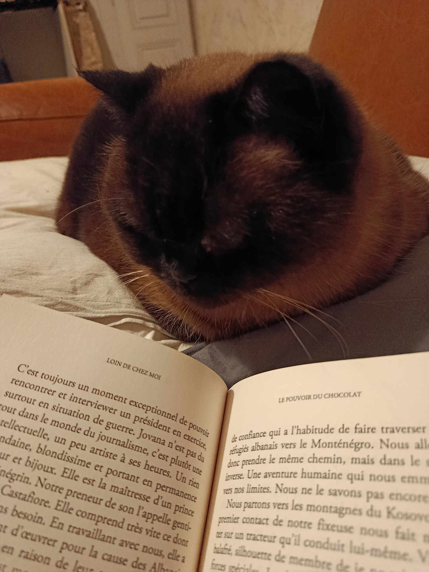 Mélusine a rejoint le concours — aidez-le/la à gagner de superbes lots ! cat, bed, book, text, french, reading, resting, indoor, cozy, animal, pet, feline, closeup, comfort, pages, literature, quiet, relaxation, brown, soft