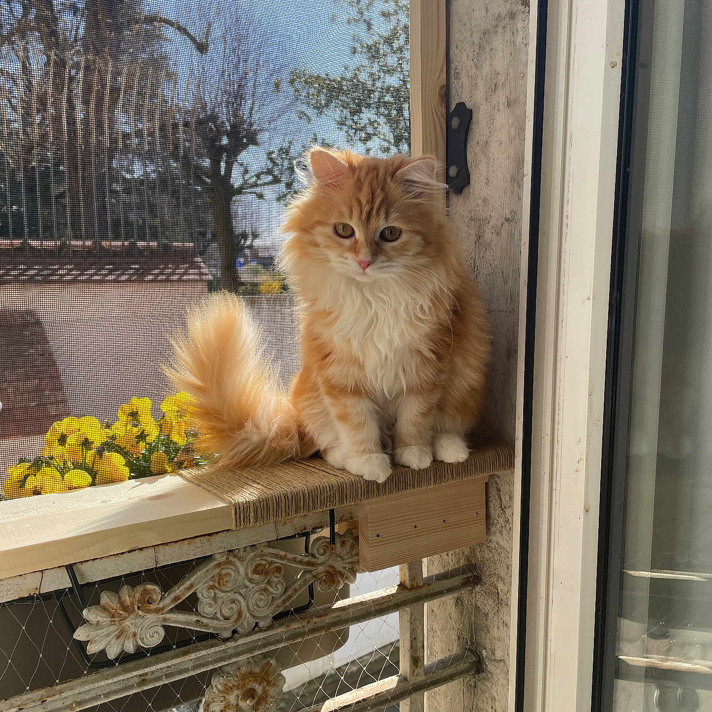 Yuzu participe au concours pour gagner de l'argent avec cette photo : animal, balcony, cat, closeup, curious, daylight, decor, feline, fluffy_fur, garden, metal_railings, nature, orange_cat, outdoor, pet, plant, sitting, sunlight, window, yellow_flowers
