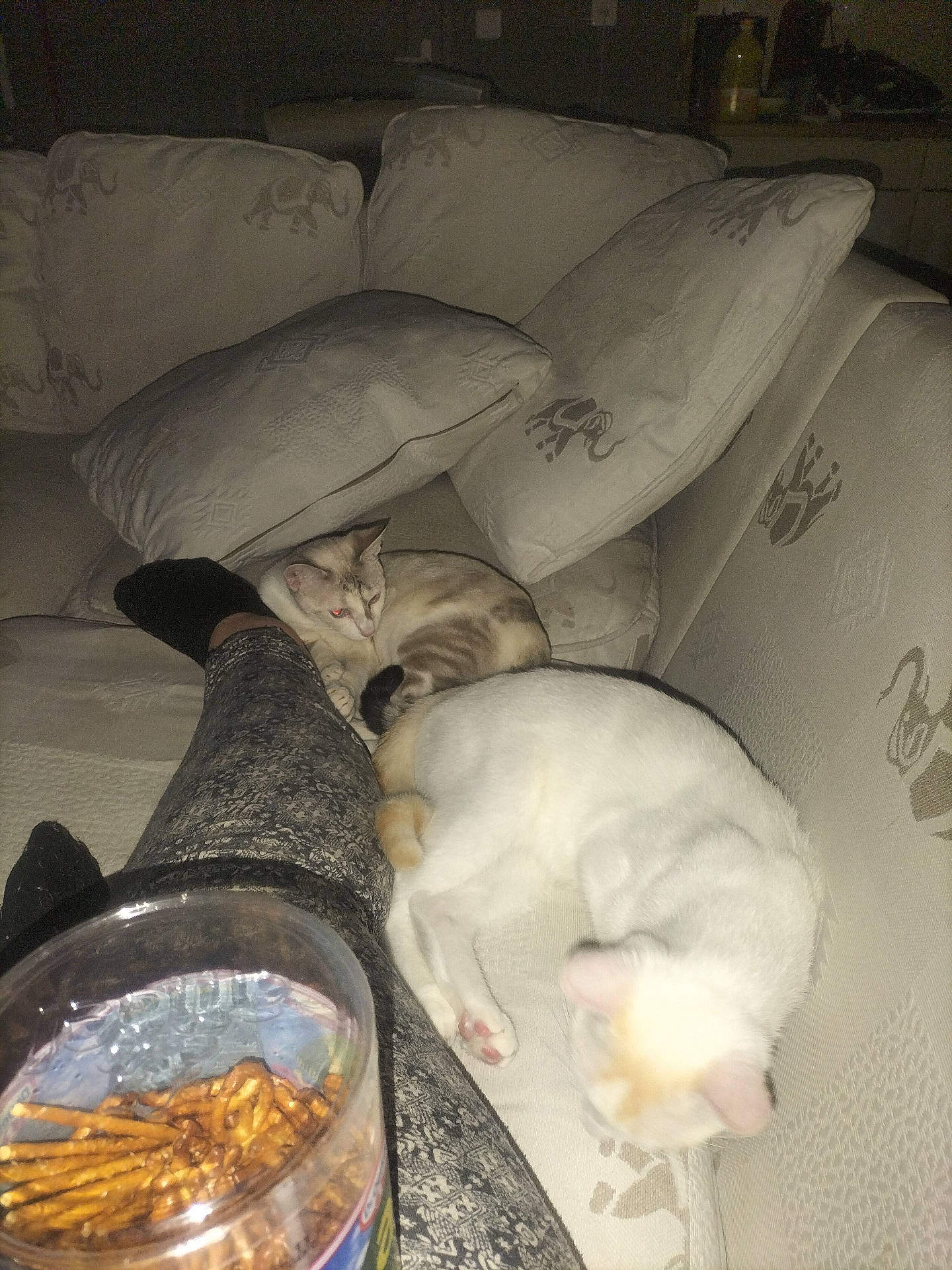 Noopy participe au concours pour gagner de l'argent avec cette photo : animal, cat, cats, container, couch, cushion, elephant_print, fabric, furniture, indoor, leggings, pattern, person, pet, pretzels, relaxing, resting, snack, tabby_cat, white_cat