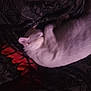 Noopy participe au concours pour gagner de l'argent avec cette photo : cat, sleeping, blanket, cozy, indoor, pet, fur, resting, animal, pattern, dark, red, soft, cute, relax, warm, comfort, quiet, nap, feline