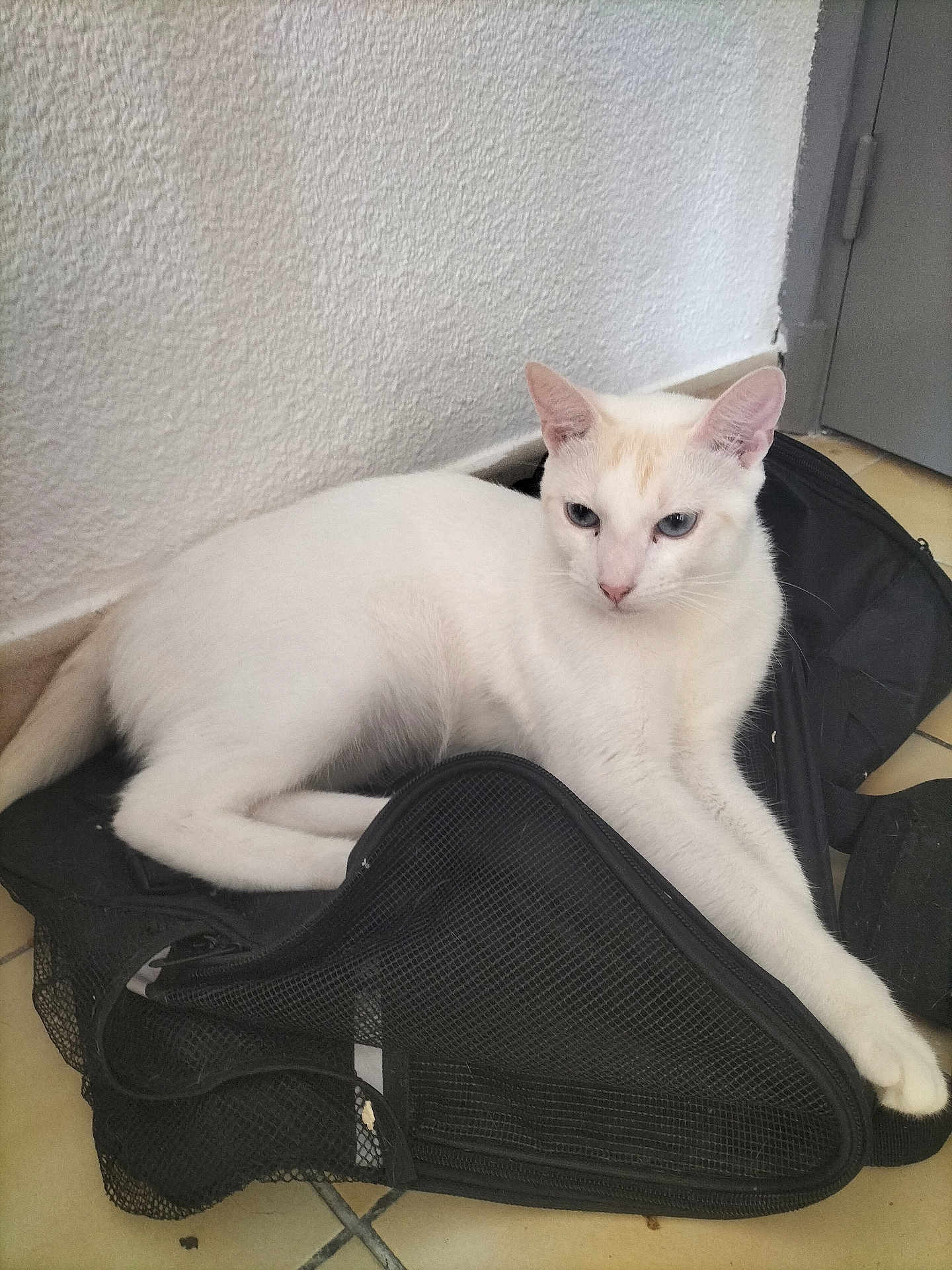 Noopy participe au concours pour gagner de l'argent avec cette photo : cat, white_cat, pet, indoor, feline, lounging, black_bag, mesh_bag, floor, tile_floor, wall, white_wall, ears, eyes, paw, tail, animal, domestic_animal, resting, curious