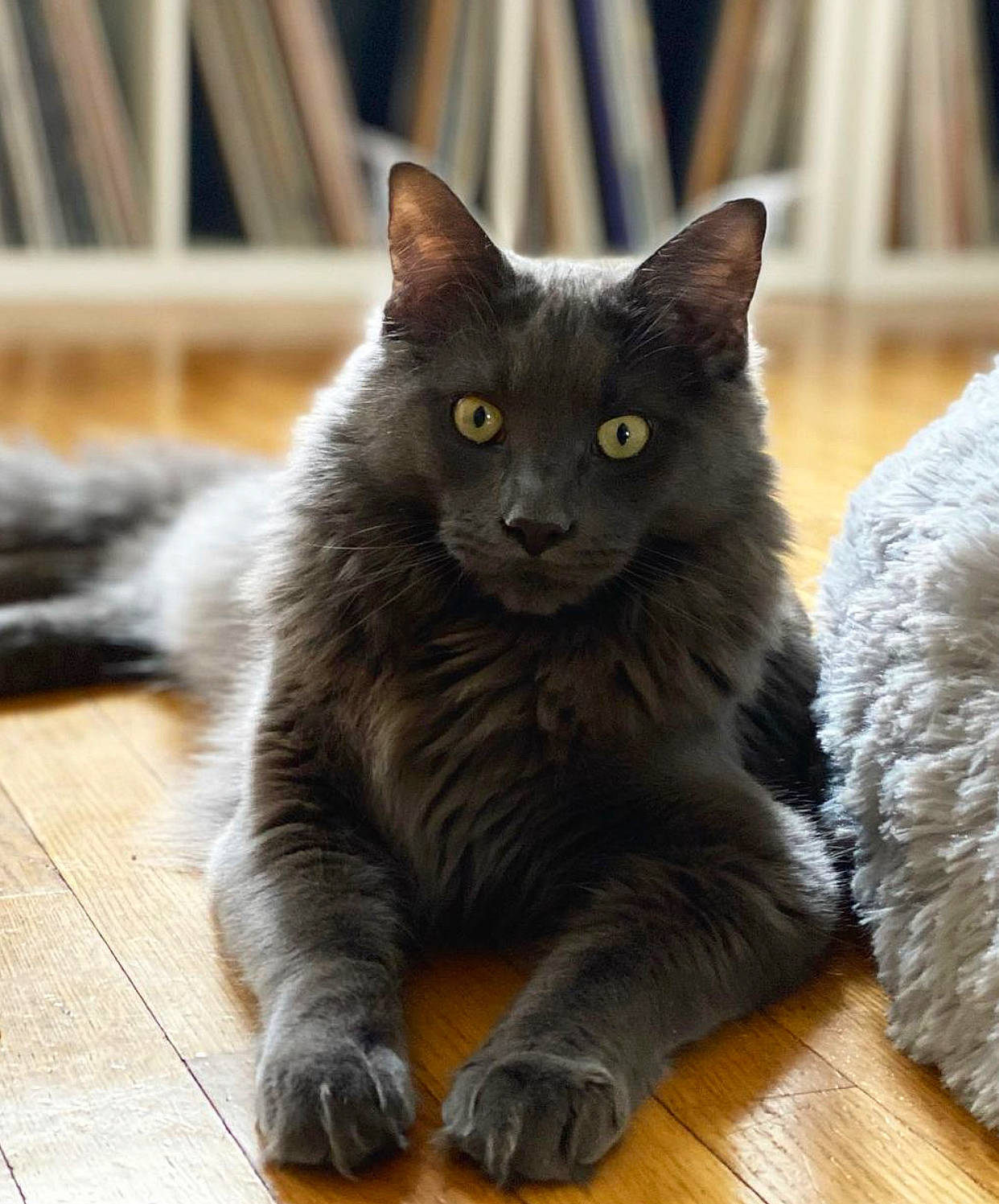 Karma a rejoint le concours — aidez-le/la à gagner de superbes lots ! black_cat, british_longhair, carnivore, cat, claw, domestic_short_haired_cat, eye, fawn, felidae, flooring, fur, grey, hardwood, paw, sitting, small_to_medium_sized_cats, snout, tail, whiskers, window
