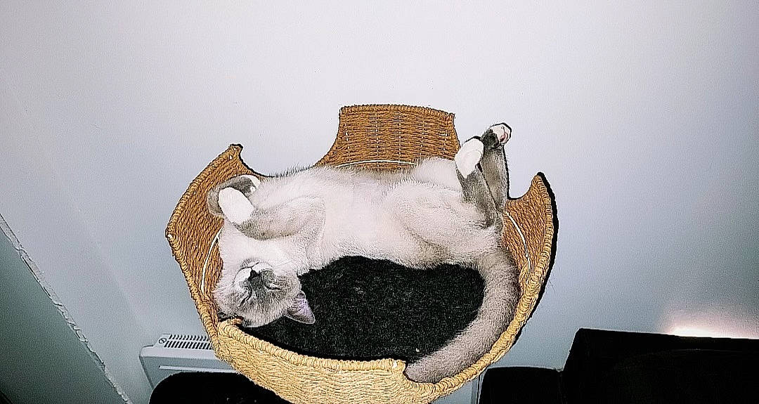 Silver a rejoint le concours — aidez-le/la à gagner de superbes lots ! art, cat, cat_supply, ceramic, comfort, companion_dog, couch, fashion_accessory, fawn, felidae, fur, linens, metal, moustache, paw, room, sitting, small_to_medium_sized_cats, tail, whiskers