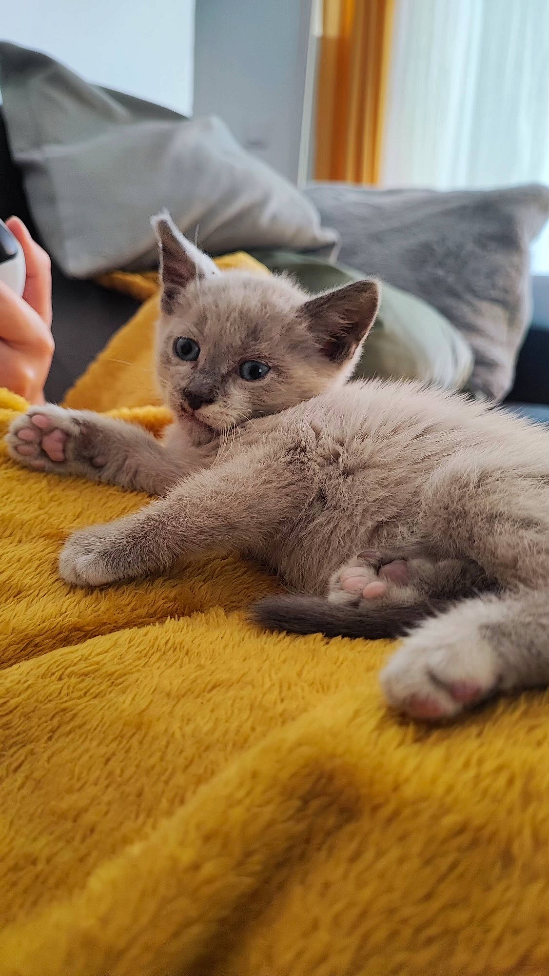 Silver a rejoint le concours — aidez-le/la à gagner de superbes lots ! carnivore, cat, claw, comfort, domestic_short_haired_cat, fawn, felidae, flooring, fur, grey, hardwood, mobile_phone, nap, paw, russian_blue, small_to_medium_sized_cats, snout, tail, whiskers, wood