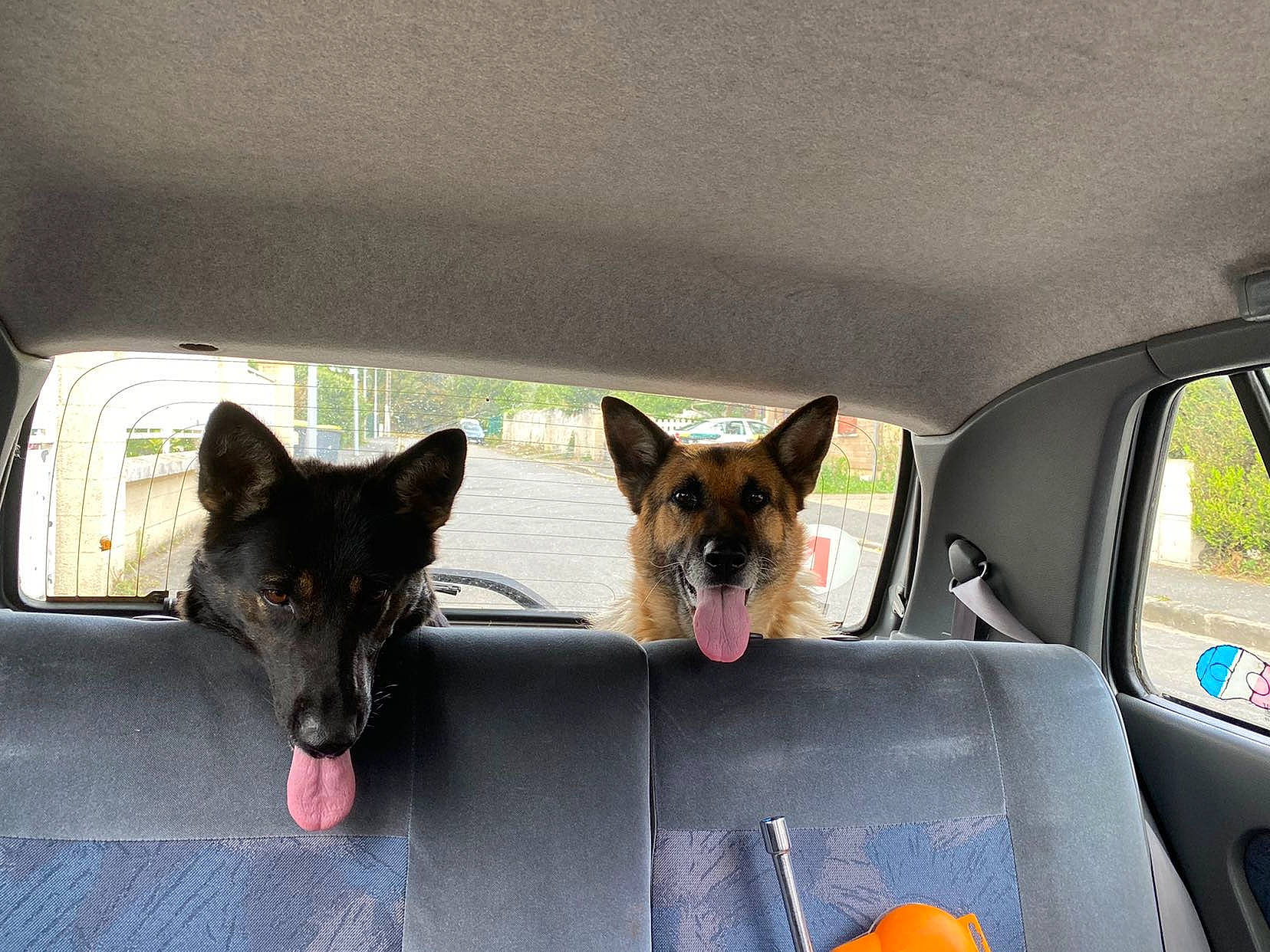 Joyce participe au concours pour gagner de l'argent avec cette photo : automotive_mirror, car, carnivore, collar, companion_dog, dog, dog_breed, dog_collar, dog_supply, door, family_car, fawn, german_shepherd_dog, herding_dog, sporting_group, vehicle, vehicle_door, window, windshield, working_animal