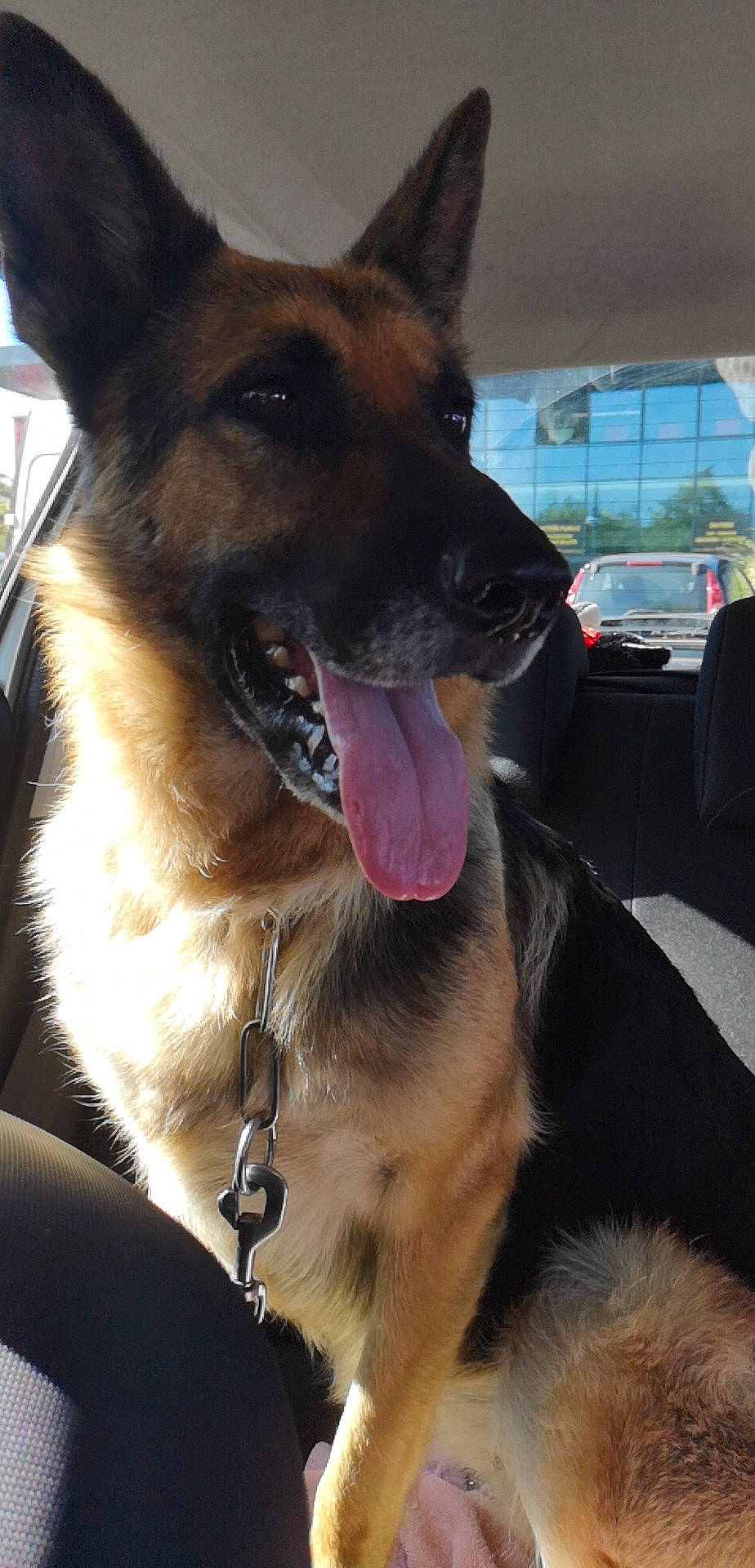 Joyce a rejoint le concours — aidez-le/la à gagner de superbes lots ! canidae, carnivore, collar, companion_dog, dog, dog_breed, dog_collar, east_european_shepherd, fawn, fur, german_shepherd_dog, herding_dog, jaw, king_shepherd, old_german_shepherd_dog, snapshot, sporting_group, vehicle, whiskers, working_dog