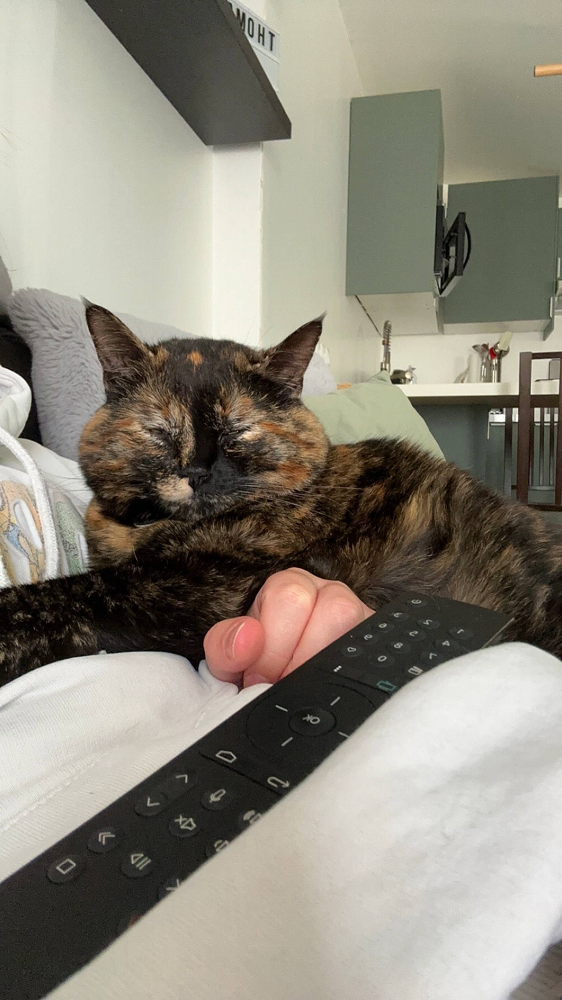 Midona participe au concours pour gagner de l'argent avec cette photo : bed, cabinetry, carnivore, cat, claw, comfort, countertop, domestic_short_haired_cat, felidae, fur, gesture, grey, home_appliance, kitchen_appliance, linens, mammal, room, small_to_medium_sized_cats, vertebrate, whiskers