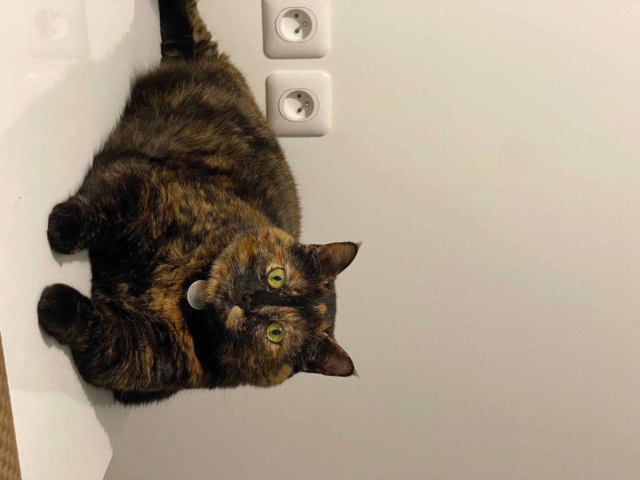 Midona participe au concours pour gagner de l'argent avec cette photo : black_cat, carnivore, cat, claw, domestic_short_haired_cat, felidae, fur, paw, small_to_medium_sized_cats, snout, tail, terrestrial_animal, whiskers