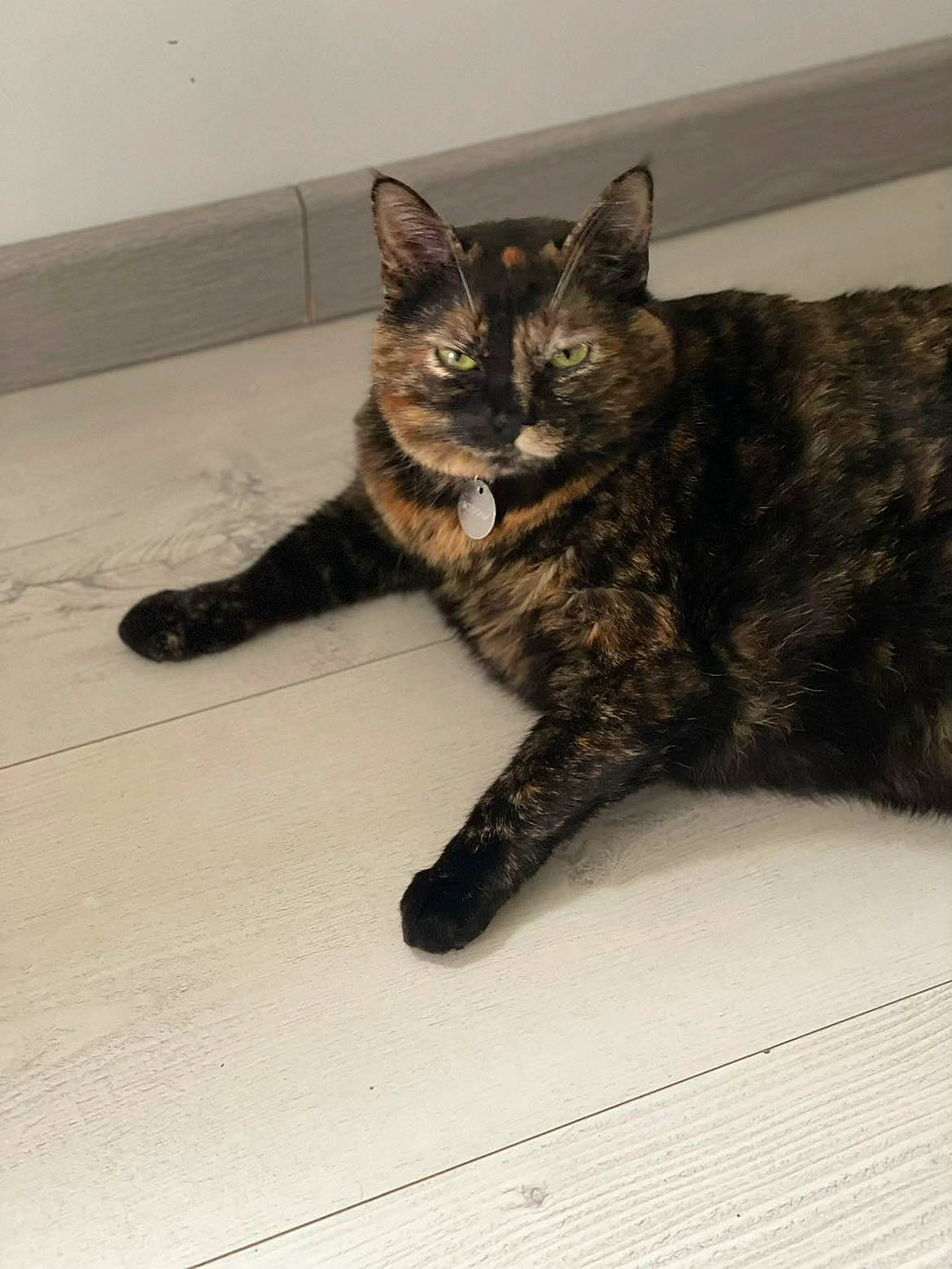 Midona participe au concours pour gagner de l'argent avec cette photo : carnivore, cat, claw, comfort, domestic_short_haired_cat, eye, felidae, floor, flooring, foot, fur, hardwood, paw, sitting, small_to_medium_sized_cats, snout, tail, terrestrial_animal, whiskers, wood