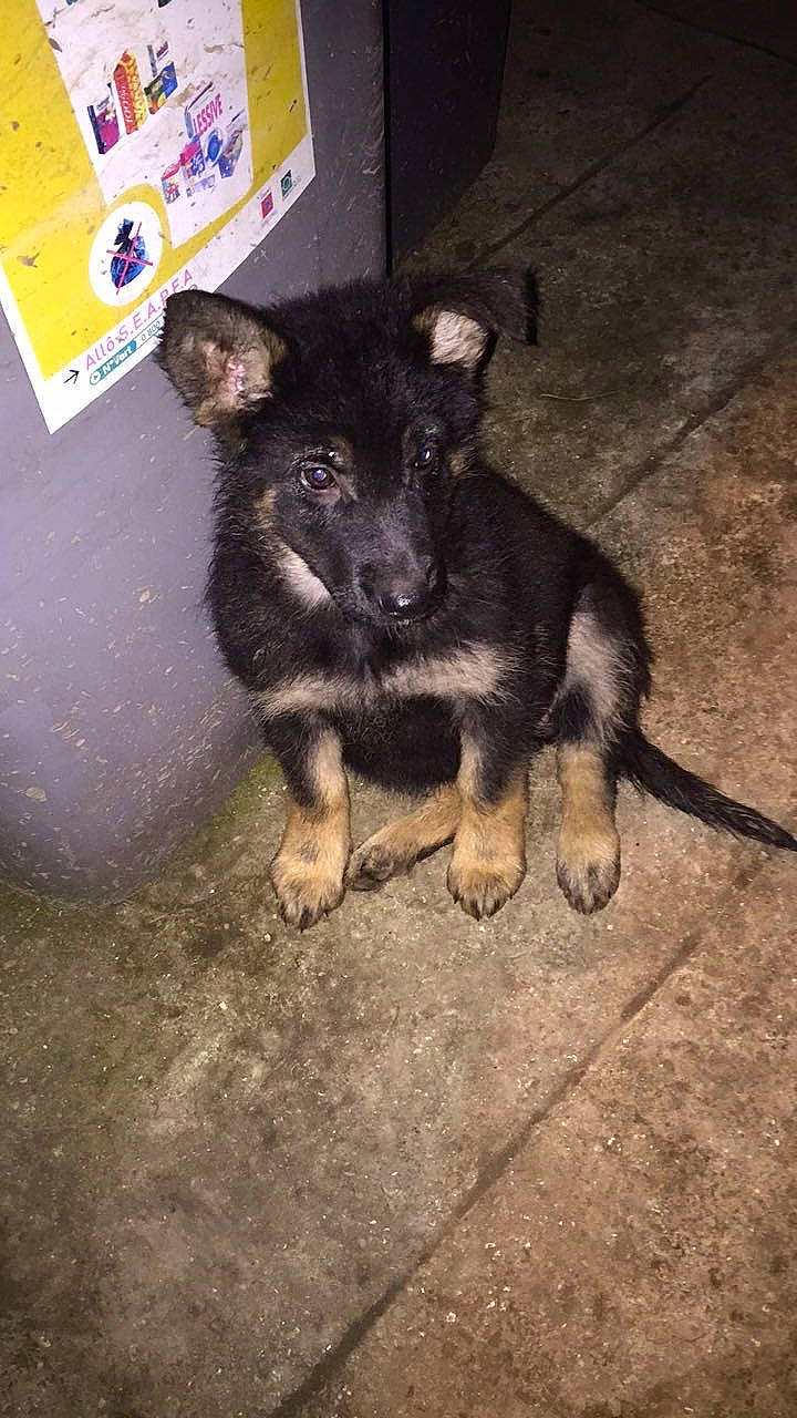 Nala participe au concours pour gagner de l'argent avec cette photo : canidae, carnivore, companion_dog, dog, dog_breed, dog_supply, fur, herding_dog, paw, sporting_group, terrestrial_animal, working_animal, working_dog